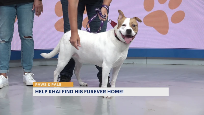 Story image: Paws & Pals: 2-year-old Khai available for adoption at Jersey Girls Animal Rescue