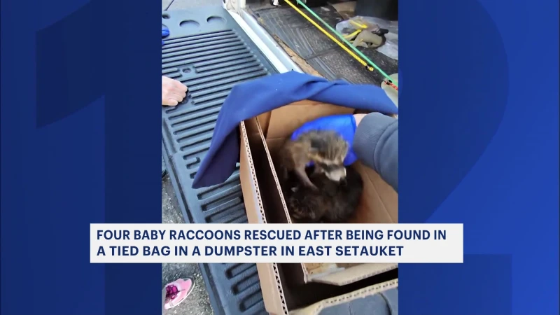 Story image: 4 baby raccoons rescued from dumpster in East Setauket