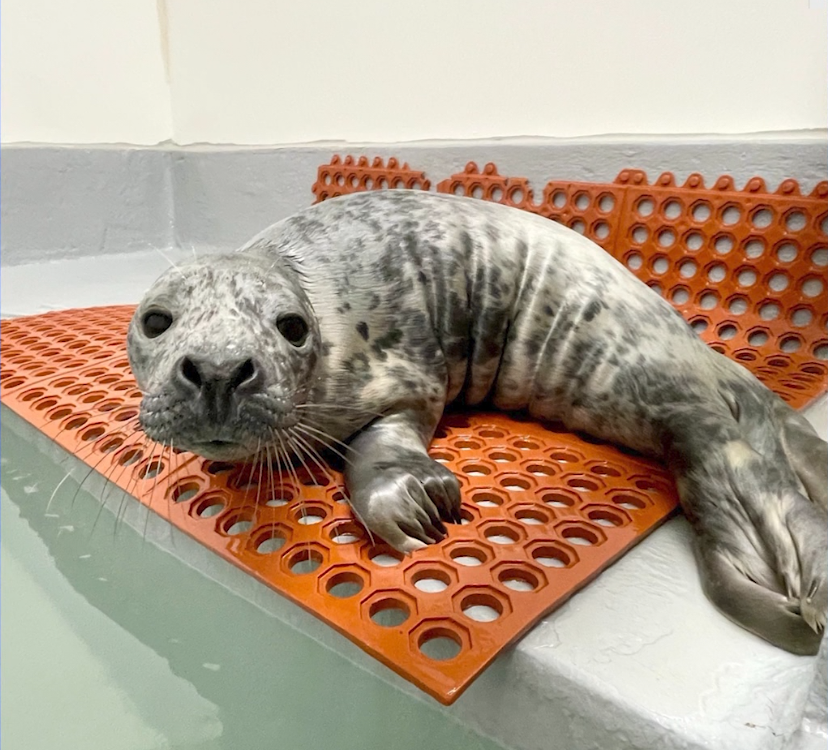 SEAL RELEASED TO WILD