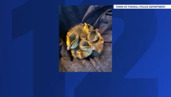 Fishkill police rescue quartet of ducklings from storm drain drama