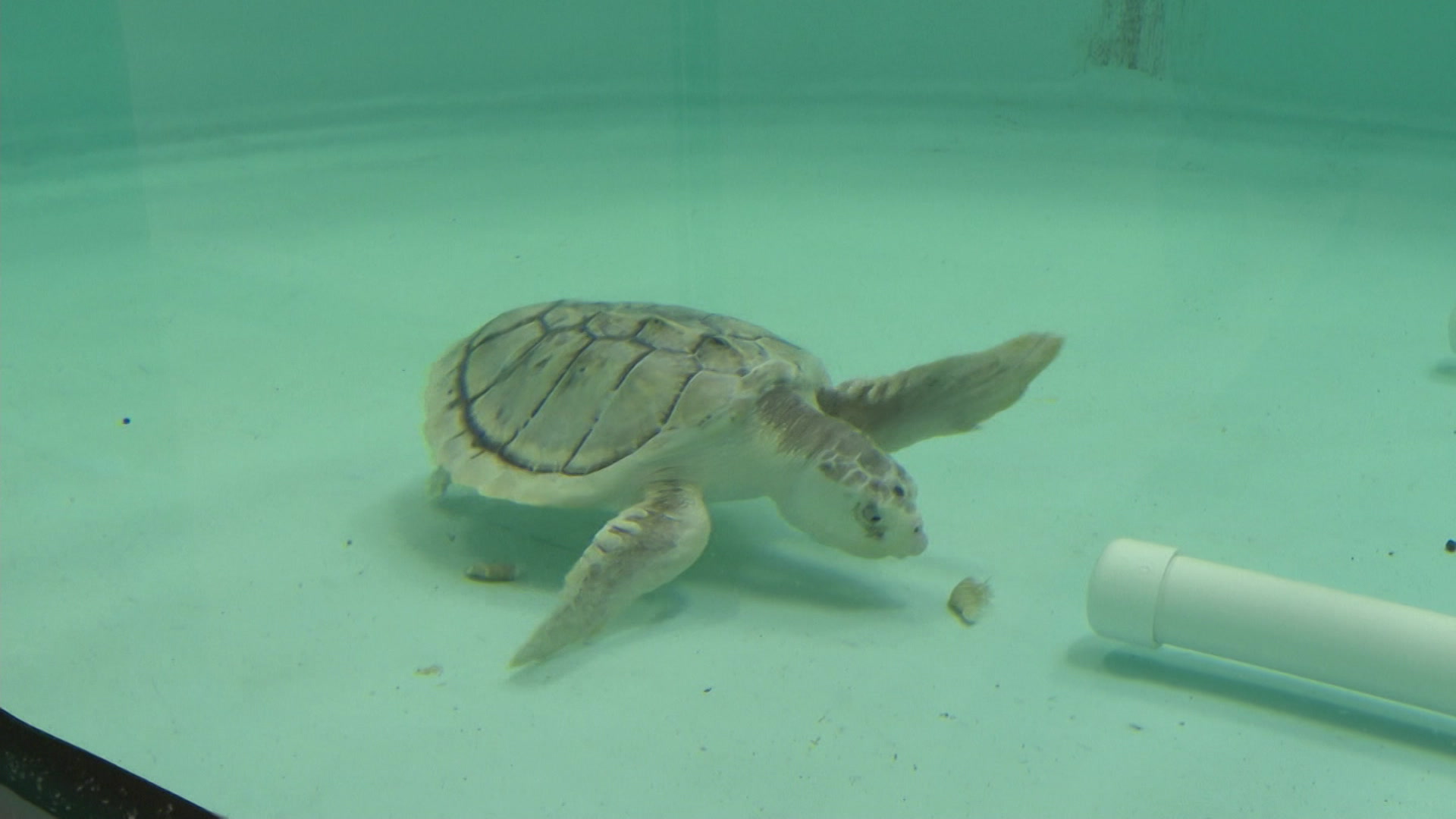 News 12 | New Jersey | Everything Needed To Be Cleaned Sea Turtle ...