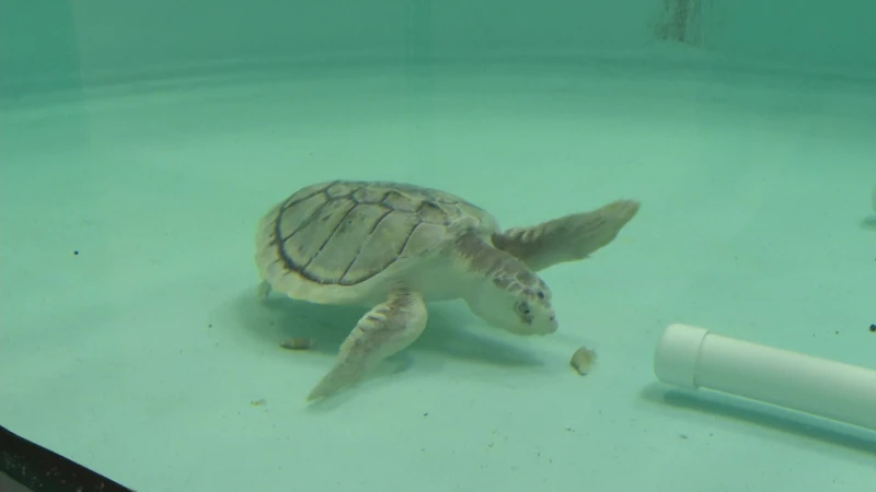 Story image: ‘Everything needed to be cleaned.’ Sea Turtle Recovery reopens at Turtle Back Zoo after lightning strike