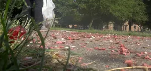 Pelham Parkway littered with bottles, food and fireworks following Fourth of July celebrations