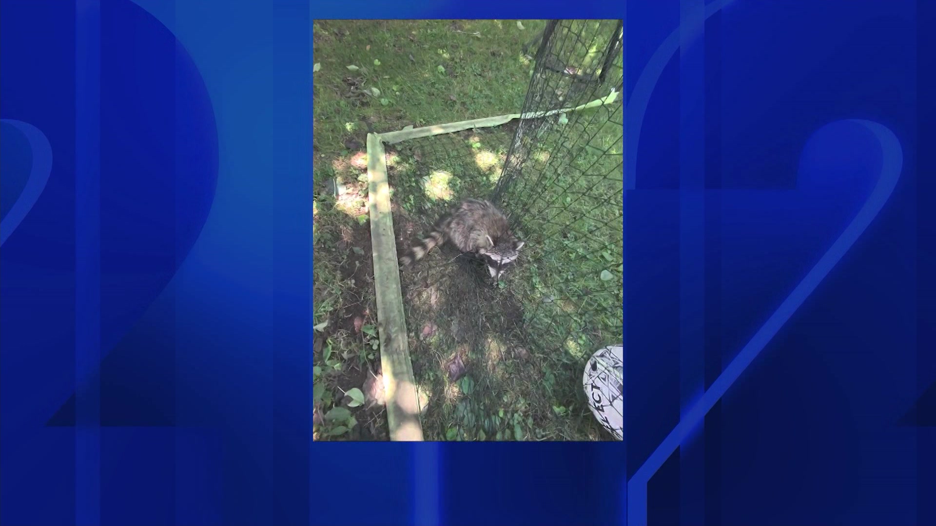 FreedRaccoon630_2026-06-30-06-48-15