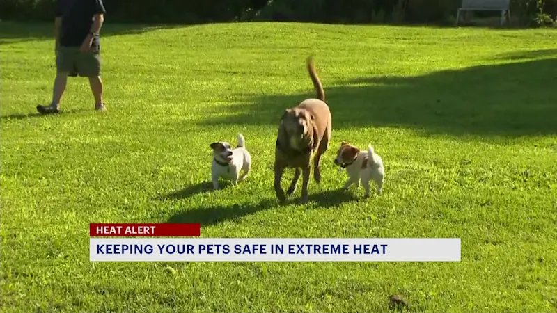Story image: Veterinarians warn about the dangers of extreme heat for pets 