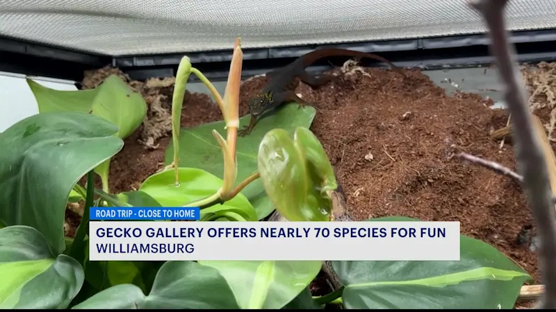 Story image: 2 friends, 200 geckos, and one wild idea: Inside Brooklyn’s newest gallery