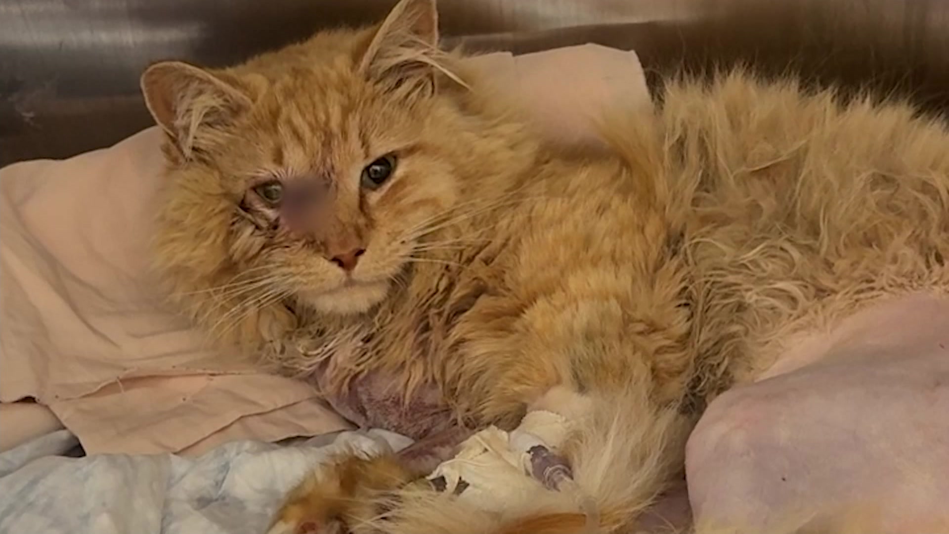 Injured Cat MS 041726_2026-04-17-17-22-52