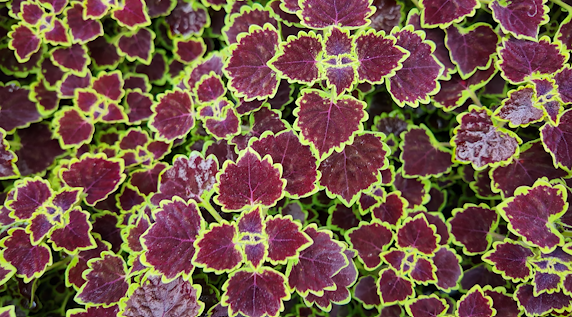 trailing coleus.png