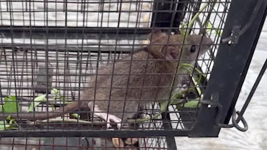 Rat Block MS 072426_2026-07-24-17-10-45