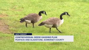 Peapack-Gladstone officials approve plan to euthanize geese in town