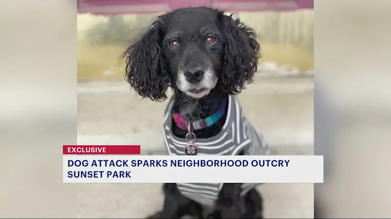 Story image: An 8-year-old Cockapoo named Fritz is on the mend after being attacked in Sunset Park