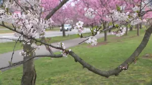 Cherry Blossom Festival kicks off in Essex County  