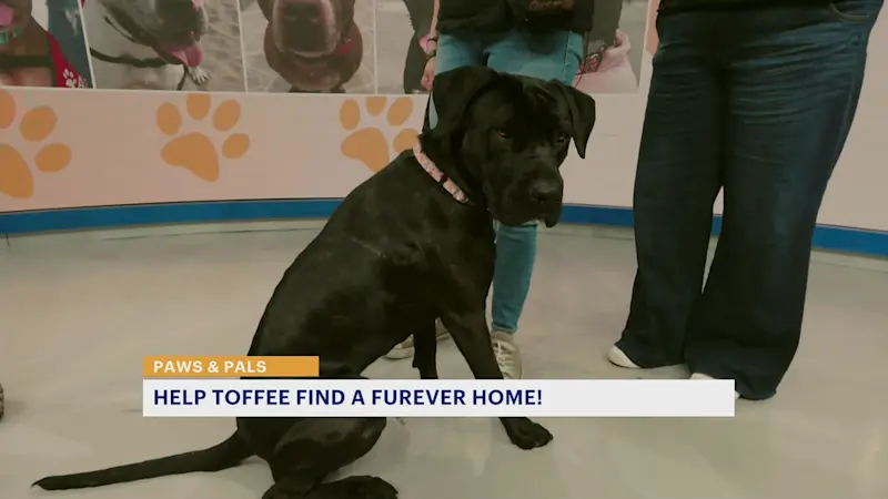 Story image: Toffee is as sweet as her name and ready for a new home
