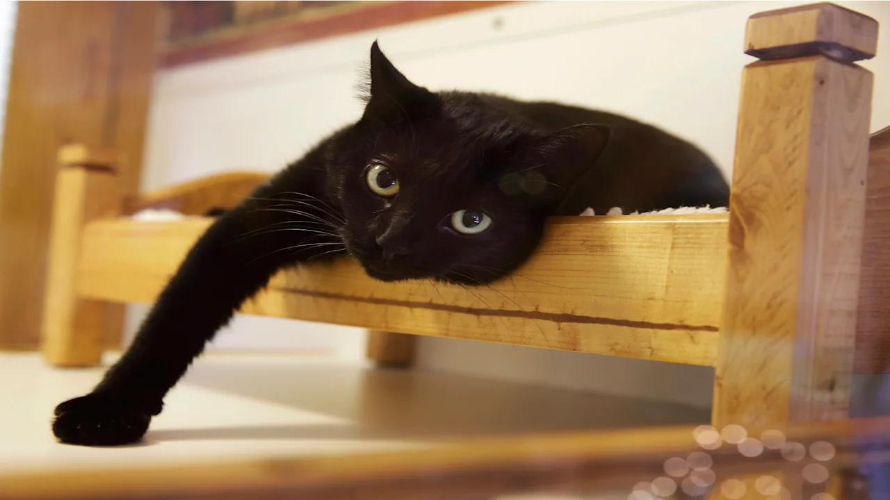 cat file photo