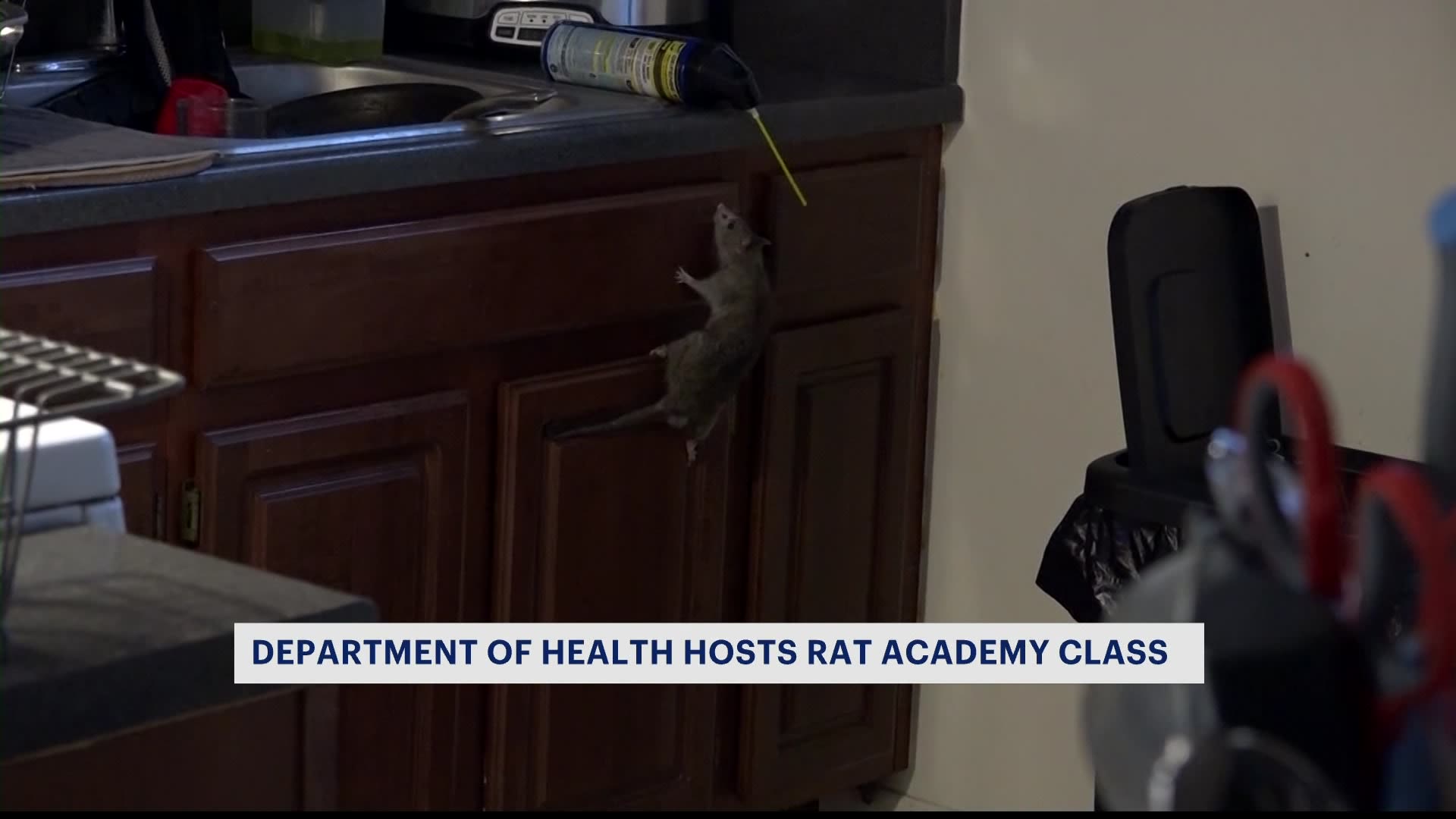 纽约市卫生部门举办研讨会，让纽约市民了解如何在打击老鼠战争中发挥作用