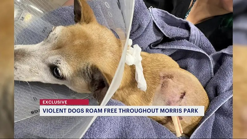Story image: Dangerous dogs harm neighbors and other dogs in Morris Park