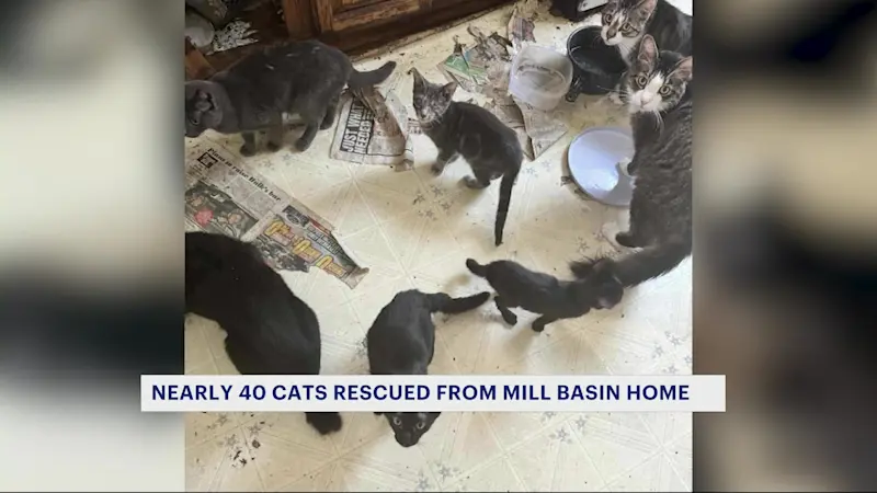 Story image: Nearly 40 cats rescued from Mill Basin home
