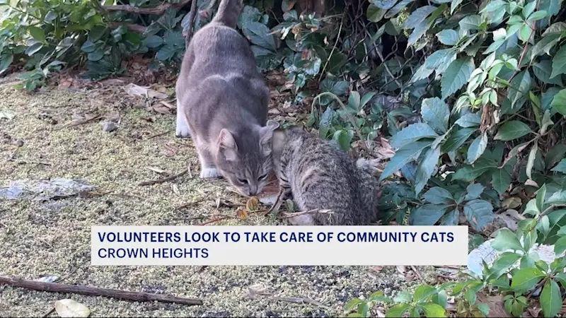 Story image: Volunteers work to feed community cats in Crown Heights