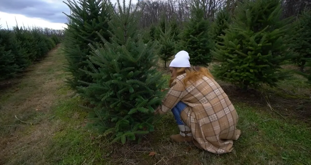 Hidden Pond Tree Farm 