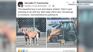 Norwalk Animal Control seeks public's help identify person who abandoned pit bull