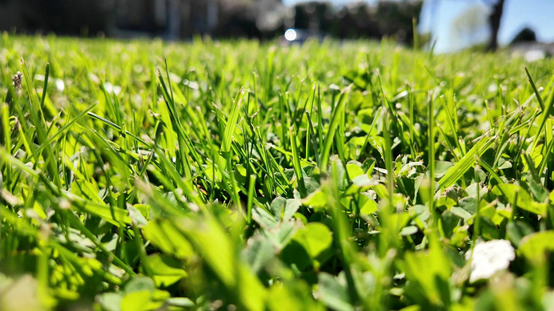 RTLIWCHVCostOfLawnCareTPonton6am_2026-05-12-18-22-50