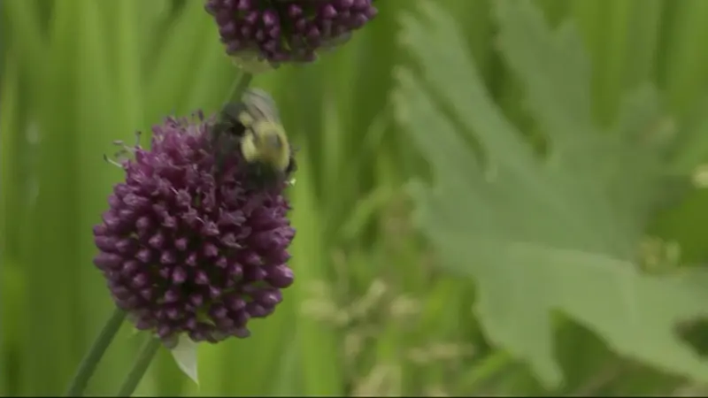 Story image: Cost Of: Bugs