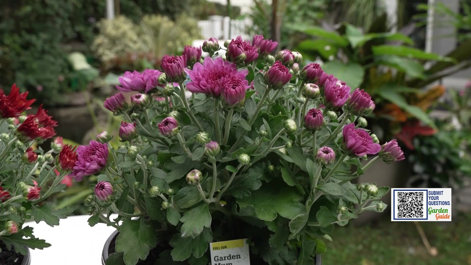 Garden Guide: Your autumn garden checklist 