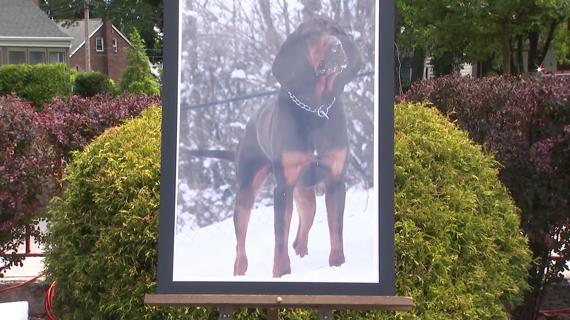 Maywood police honor K9 Officer Remington who died of pancreatic cancer