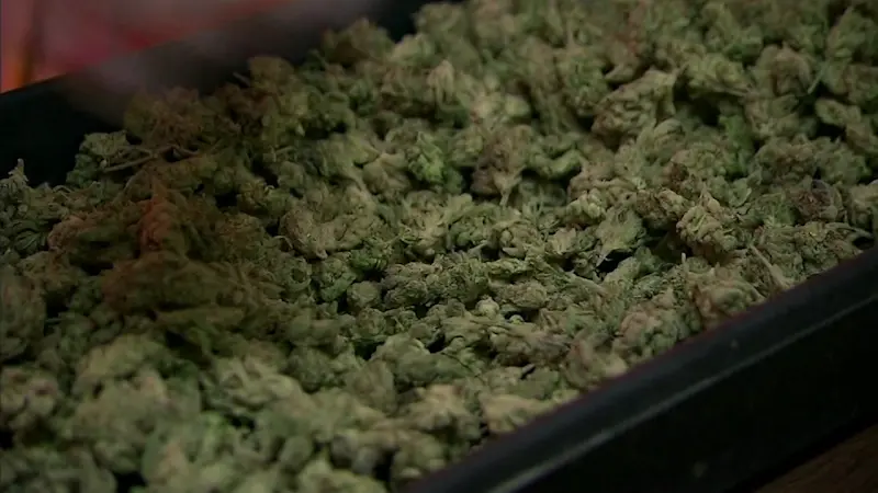 Story image: Agreement allows Mashantucket Pequot Tribe to establish cannabis industry on tribal lands