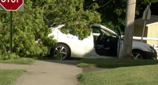 Milford Tree Falls Onto Car