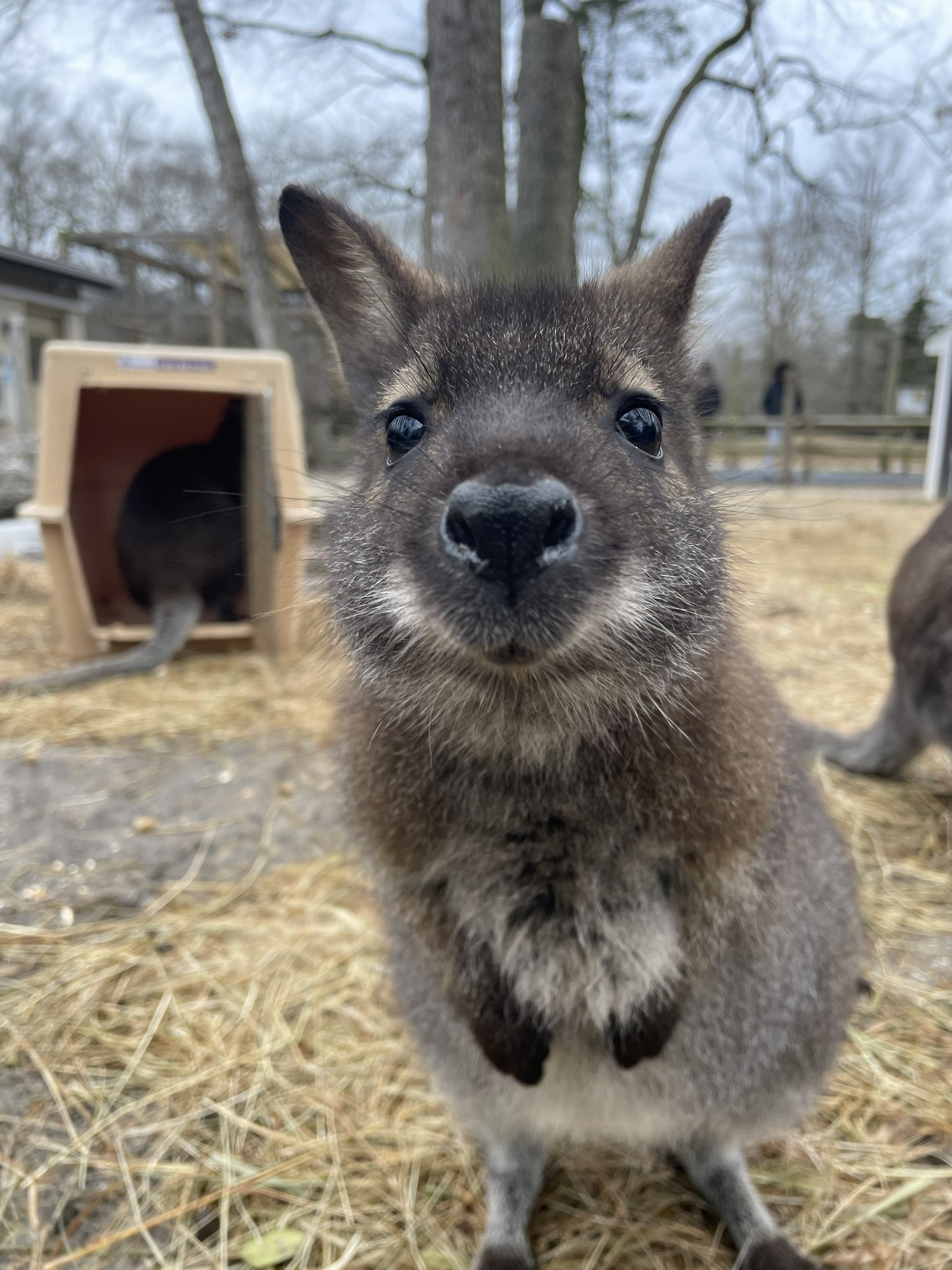 Cletus the Wallaby.jpg