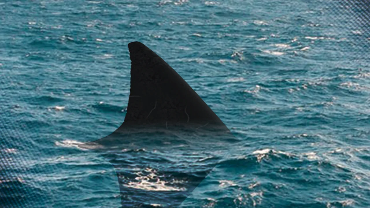Shark Fin Generic 