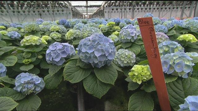 East End Kurt Weiss Greenhouses