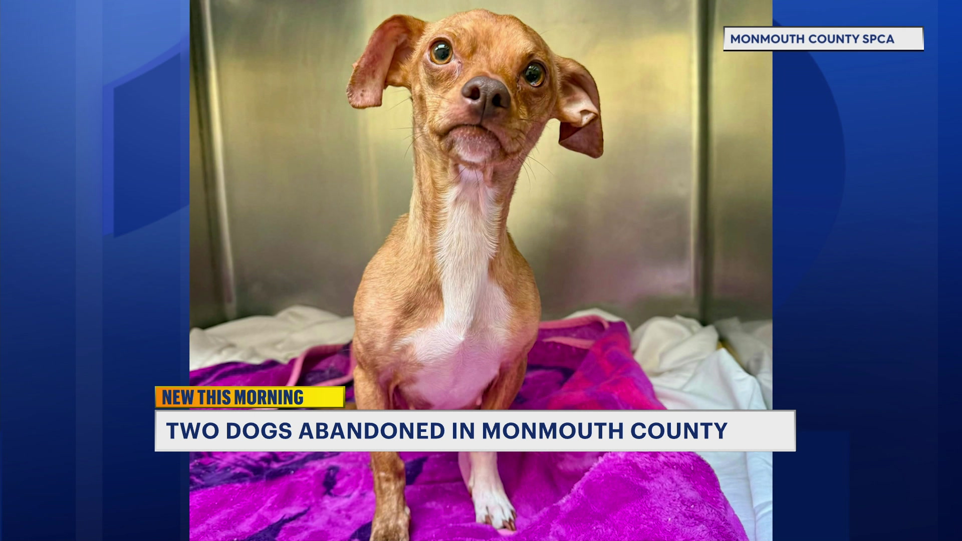 NJMONMOUTHABDOGS7326_2026-07-03-07-01-05