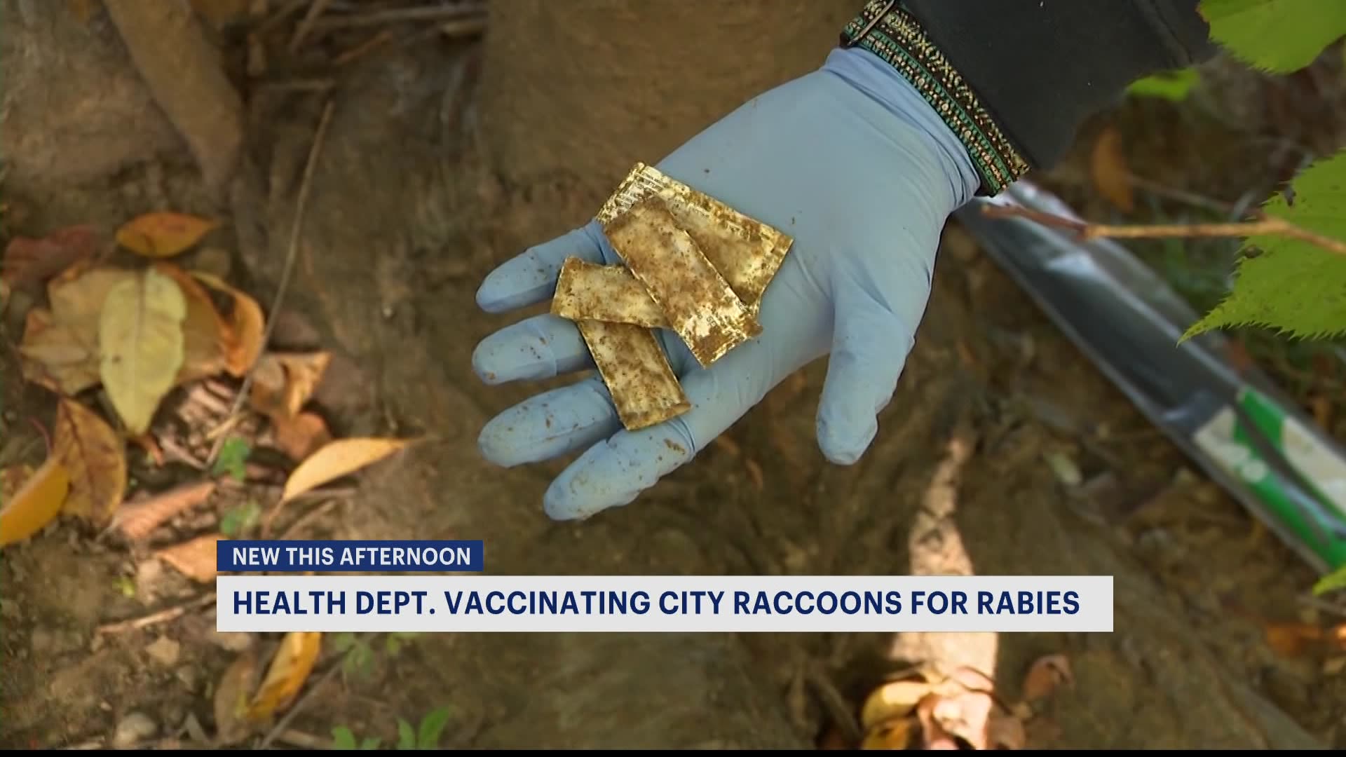 纽约市官员与美国农业部联手为浣熊接种狂犬病疫苗