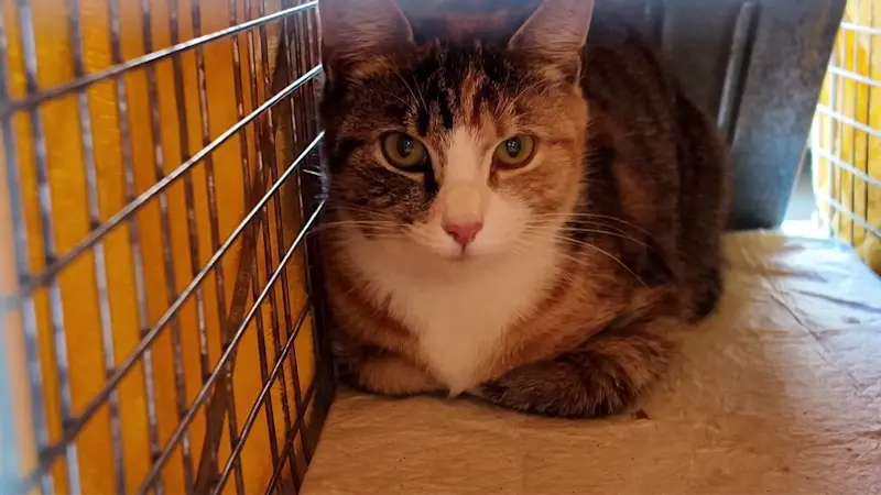 Story image: Woodbridge volunteers use mobile vet van to curb feral cat population