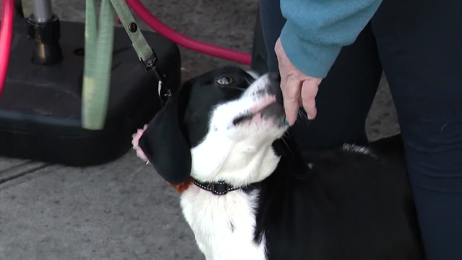 Picture purrfect Rocky Point pizzeria partners with animal rescue to