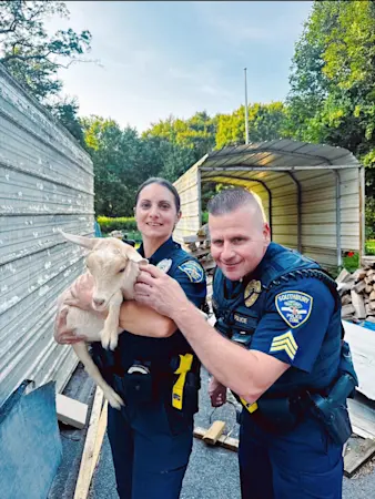 Story image: Police help rescue young goat stuck in livestock feeder in Southbury