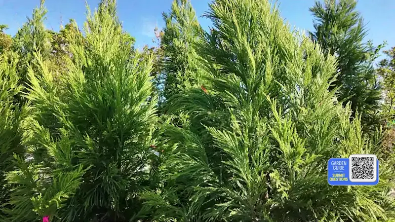 Story image: These are the BEST privacy trees for your garden
