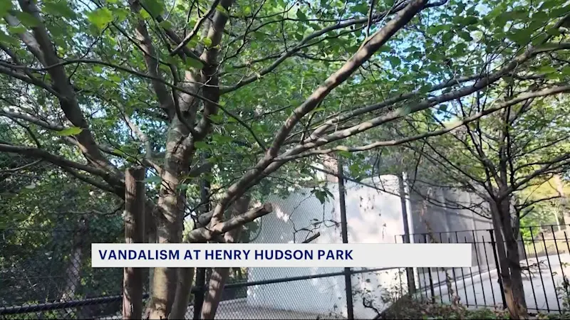 Story image: Henry Hudson Park volunteers say park vandals improperly cut, stole & tore down trees