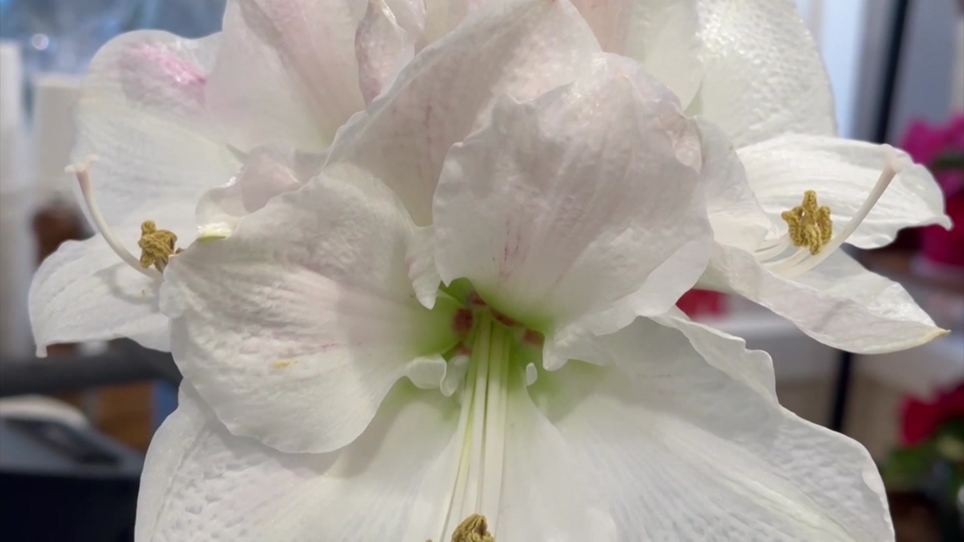 News 12 | Long Island | Garden Guide How To Take Care Of Amaryllis