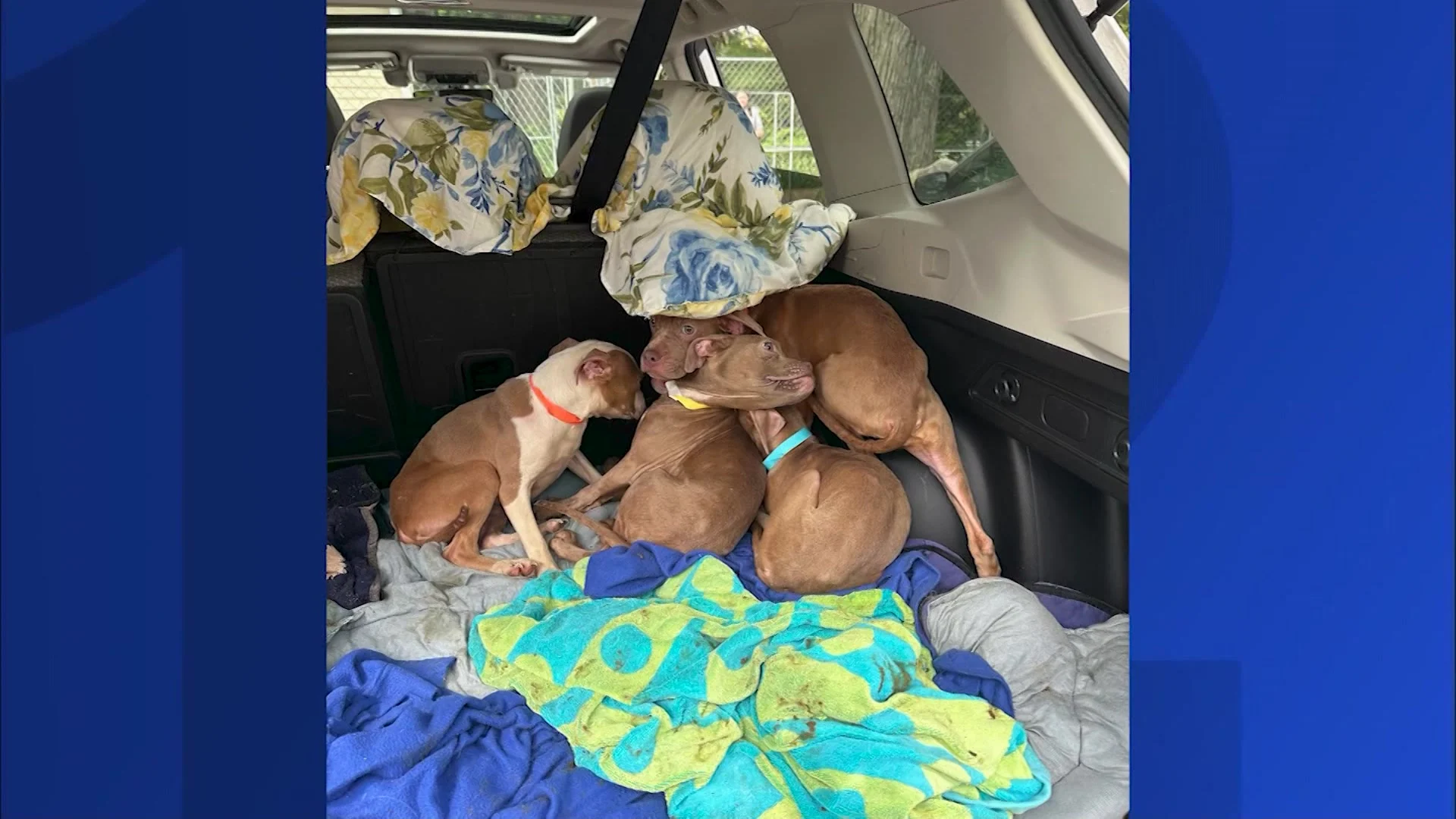 5 puppies rescued from sealed shipping container on I-84 in Bedford