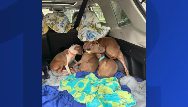5 puppies rescued from sealed shipping container on I-84 in Brewster