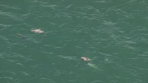 WATCH: Chopper 12 video of dolphins, sharks off Long Island