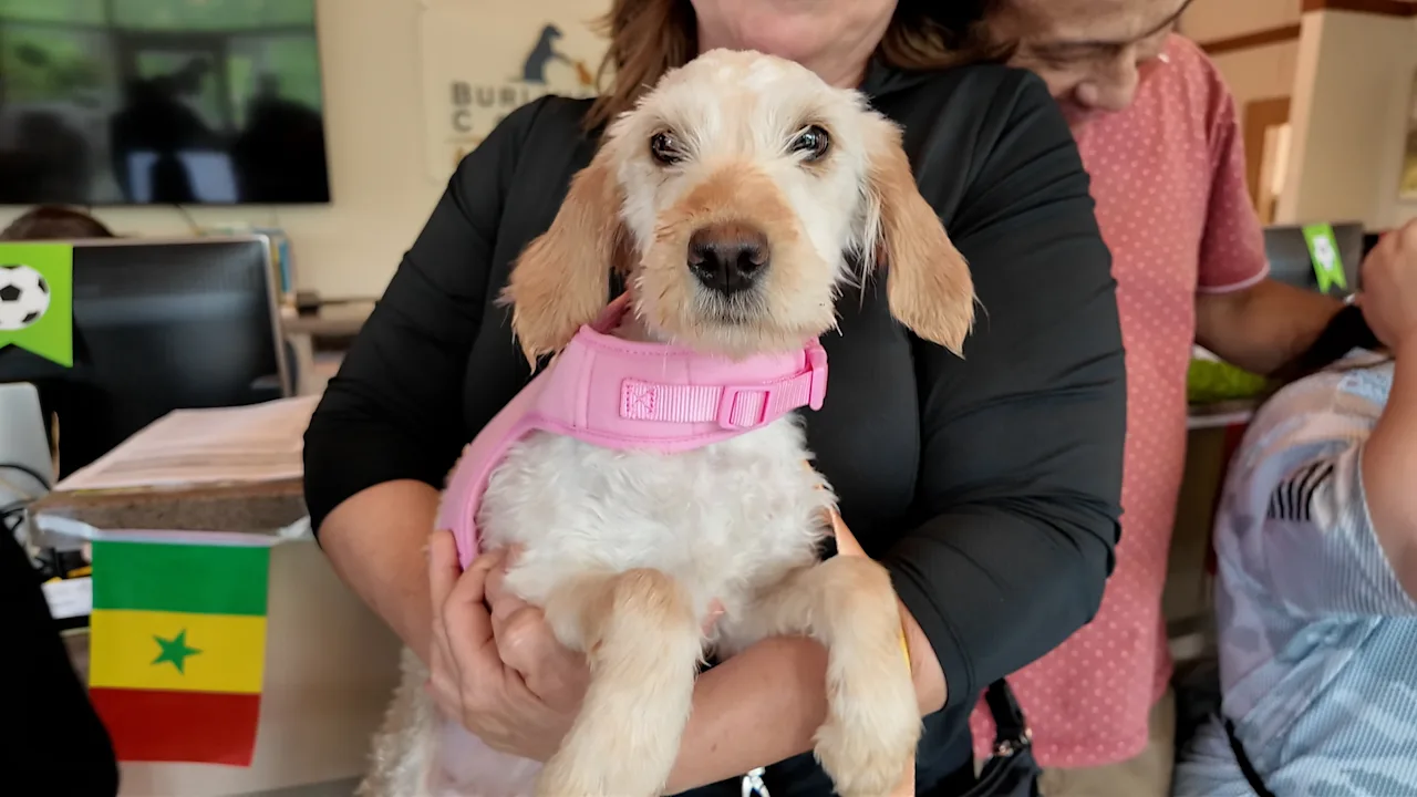 abandoned dogs adopted 8