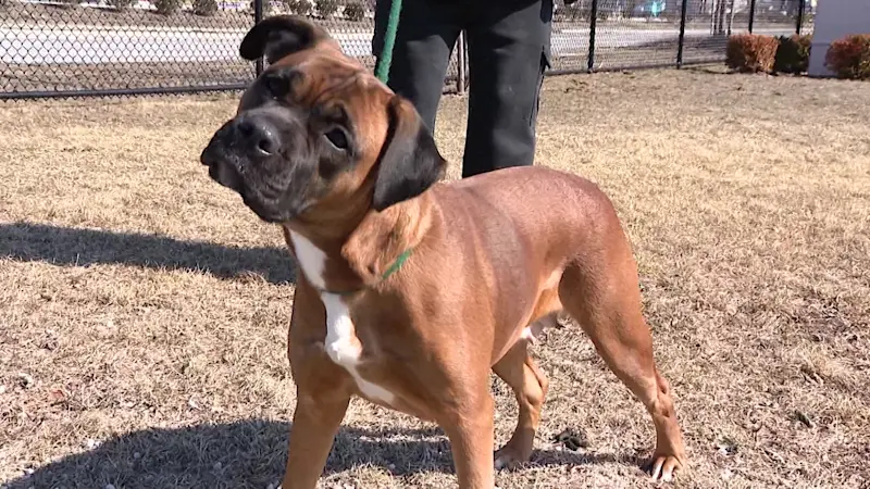 Story image:  2 dogs saved from deplorable Brentwood home up for adoption