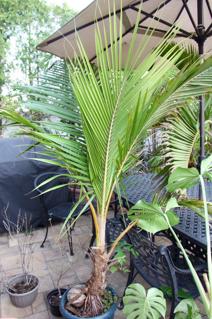 COCONUT PALM.png