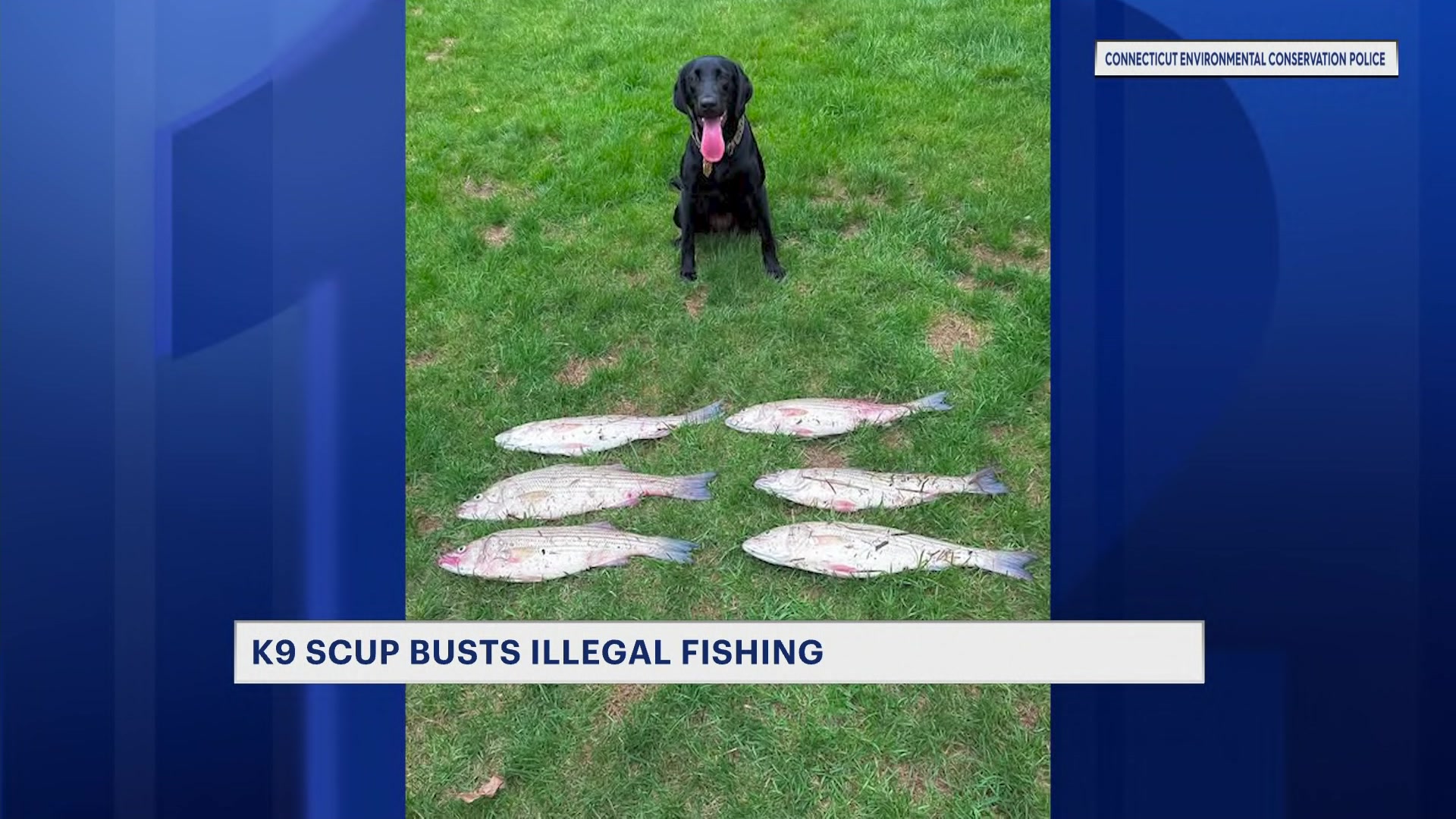 k9scup0421_2026-04-21-21-29-25