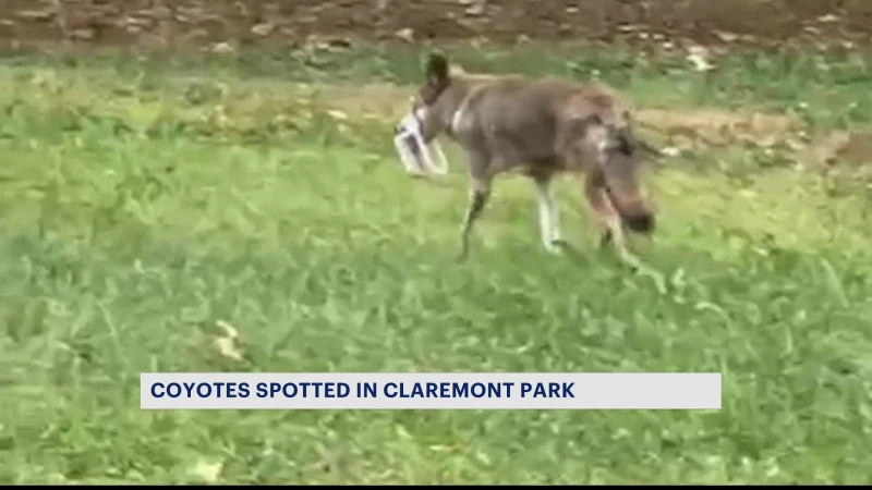 Story image: Residents report several coyote sightings in Claremont Park