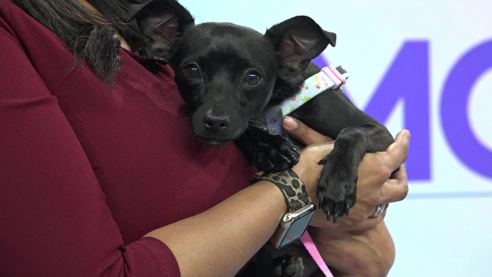 NJAdopt830a_2023-01-04-08-54-35